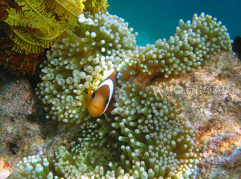 海葵中的橙色小丑鱼(Amphiprion percula)